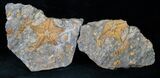 Fossil Starfish With Crinoid - Morocco #13955-1
